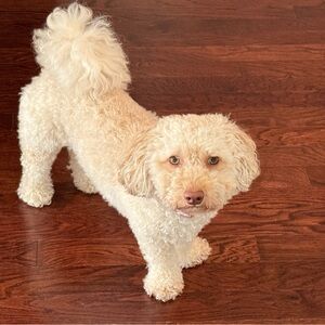 Meet your Posher, Misha